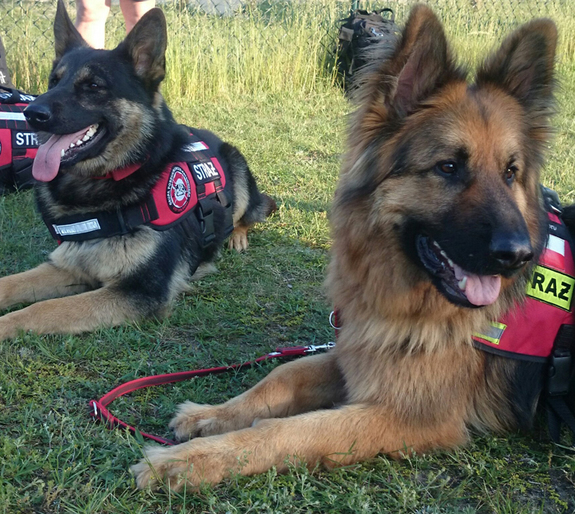 Psy w stajni Augiasza, czyli o regulacjach prawnych w sprawie psów ratowniczych