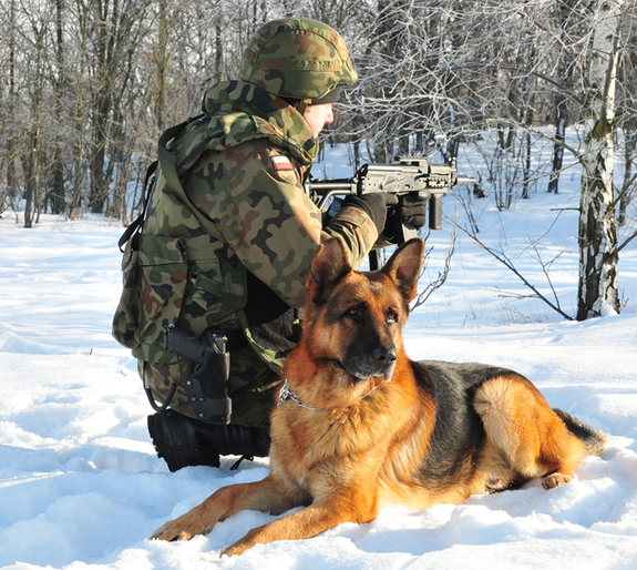 Wykorzystanie psow służbowych przez Żandarmerię Wojskową