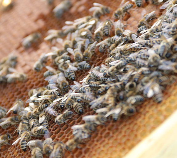 Możliwości wykorzystania pszczół miodnych w procesie wykrywczym