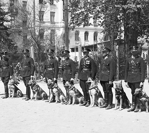 Początki nowoczesnego systemu szkolenia przewodników i tresury psów służbowych w Polsce